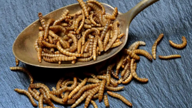 Южнокорейские учёные создали мясной ароматизатор из мучных червей
